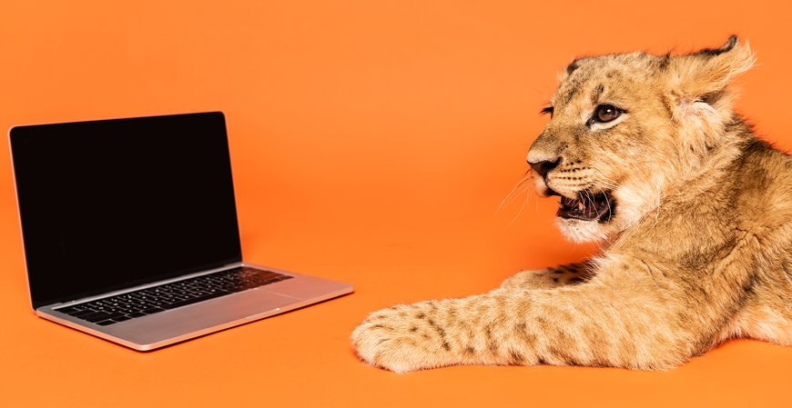Filhote de leão deitado ao lado de um notebook aberto contra fundo laranja, ilustrando a tributação de dividendos em 2026.