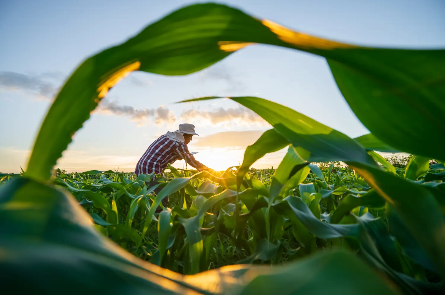 Produtor rural trabalhando em uma plantação ao pôr do sol, representando a transição para a gestão empresarial na recuperação judicial no agro.