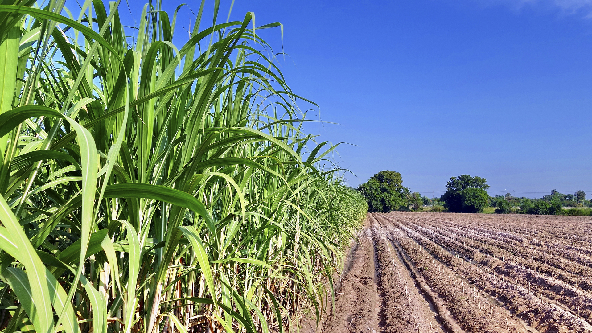 Plantação de cana-de-açúcar verde e viçosa ao lado de solo arado sob céu azul, representando os produtores beneficiados por subsídios governamentais no Nordeste.