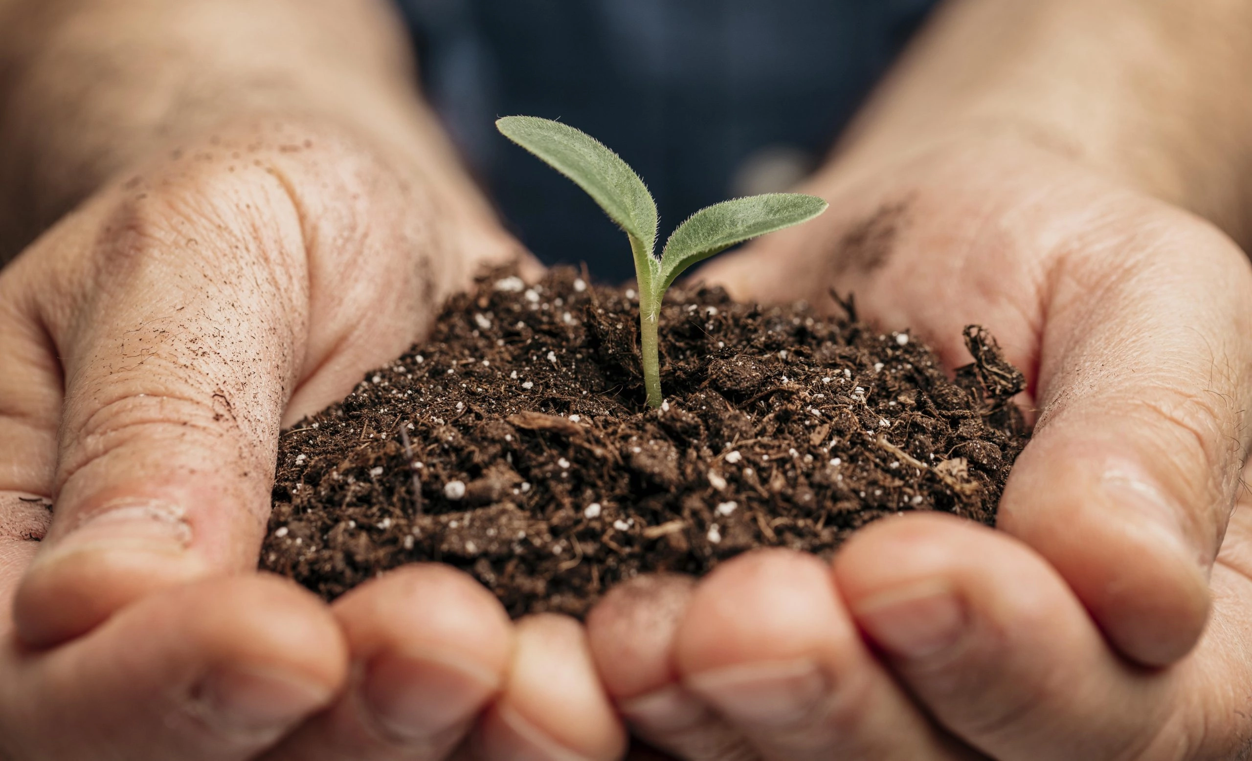 Mãos calejadas seguram um punhado de terra com uma pequena muda verde, ilustrando os impactos da Reforma Tributária no setor agropecuário.