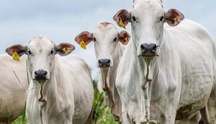 Três bois da raça Nelore com brincos de identificação nas orelhas, ilustrando o cenário de gado mais caro para a Minerva Foods.