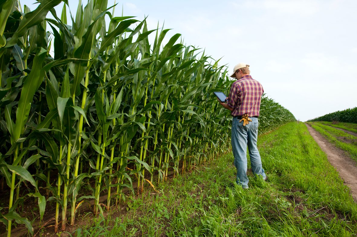 Produtor rural brasileiro parado em uma plantação de milho analisando dados em um tablet, ilustrando a cautela no campo.