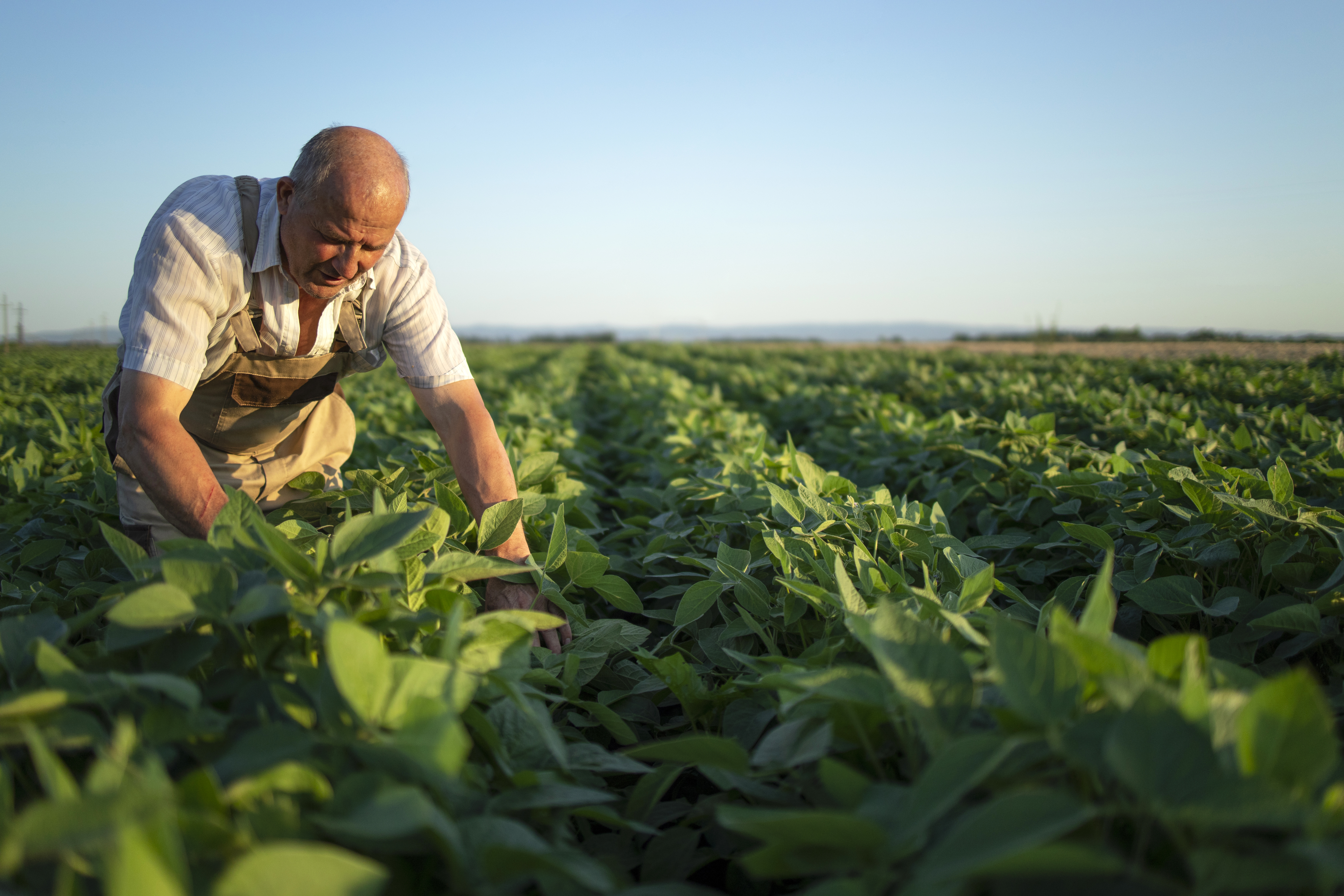 Agricultor experiente inspeciona rigorosamente uma lavoura verde, destacando a necessidade de gestão financeira firme diante da alta de recuperações judiciais no agronegócio.